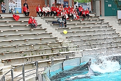 ZooDuisburg 2024-02-06 14  Ene Besuch im Zoo, oh, oh, oh,  - Der Besuch im Duisburger Zoo ist bei den Duisburger Stadtprinzen mit ihrem Gefolge schon Tradition. Nach der Delfin-Show im Delfinarium wurden die hungrigen Kamele gefüttert. Ein Besuch noch bei den Koalas, das wars im Zoo Duisburg. : DVPJ, Matthias I, Leonardo I., Prinz Karneval, Prinz, Prinzessin Milen aI., Hofmarschälle, Pagen, Paginnen, HDK, Duisburg, Karneval, Helau, Tollität, Event, Session 2023, Session 2024, HDK, Duisburg, Hauptausschuss