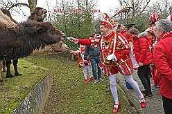 ZooDuisburg 2024-02-06 25  Ene Besuch im Zoo, oh, oh, oh,  - Der Besuch im Duisburger Zoo ist bei den Duisburger Stadtprinzen mit ihrem Gefolge schon Tradition. Nach der Delfin-Show im Delfinarium wurden die hungrigen Kamele gefüttert. Ein Besuch noch bei den Koalas, das wars im Zoo Duisburg. : DVPJ, Matthias I, Leonardo I., Prinz Karneval, Prinz, Prinzessin Milen aI., Hofmarschälle, Pagen, Paginnen, HDK, Duisburg, Karneval, Helau, Tollität, Event, Session 2023, Session 2024, HDK, Duisburg, Hauptausschuss