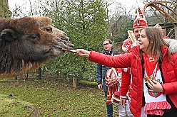 ZooDuisburg 2024-02-06 30  Ene Besuch im Zoo, oh, oh, oh,  - Der Besuch im Duisburger Zoo ist bei den Duisburger Stadtprinzen mit ihrem Gefolge schon Tradition. Nach der Delfin-Show im Delfinarium wurden die hungrigen Kamele gefüttert. Ein Besuch noch bei den Koalas, das wars im Zoo Duisburg. : DVPJ, Matthias I, Leonardo I., Prinz Karneval, Prinz, Prinzessin Milen aI., Hofmarschälle, Pagen, Paginnen, HDK, Duisburg, Karneval, Helau, Tollität, Event, Session 2023, Session 2024, HDK, Duisburg, Hauptausschuss