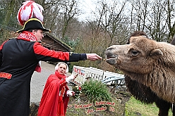 ZooDuisburg 2024-02-06 31  Ene Besuch im Zoo, oh, oh, oh,  - Der Besuch im Duisburger Zoo ist bei den Duisburger Stadtprinzen mit ihrem Gefolge schon Tradition. Nach der Delfin-Show im Delfinarium wurden die hungrigen Kamele gefüttert. Ein Besuch noch bei den Koalas, das wars im Zoo Duisburg. : DVPJ, Matthias I, Leonardo I., Prinz Karneval, Prinz, Prinzessin Milen aI., Hofmarschälle, Pagen, Paginnen, HDK, Duisburg, Karneval, Helau, Tollität, Event, Session 2023, Session 2024, HDK, Duisburg, Hauptausschuss