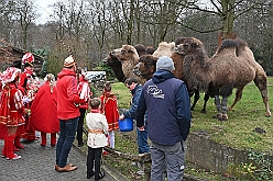 ZooDuisburg 2024-02-06 33  Ene Besuch im Zoo, oh, oh, oh,  - Der Besuch im Duisburger Zoo ist bei den Duisburger Stadtprinzen mit ihrem Gefolge schon Tradition. Nach der Delfin-Show im Delfinarium wurden die hungrigen Kamele gefüttert. Ein Besuch noch bei den Koalas, das wars im Zoo Duisburg. : DVPJ, Matthias I, Leonardo I., Prinz Karneval, Prinz, Prinzessin Milen aI., Hofmarschälle, Pagen, Paginnen, HDK, Duisburg, Karneval, Helau, Tollität, Event, Session 2023, Session 2024, HDK, Duisburg, Hauptausschuss