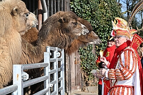01 DuisburgerZoo 2025-02-25 02  Im Zoo und WDR - Im Duisburger Zoo waren es nicht Elefant, Tiger und Co. die wir besuchten, wir haben Kamel, Koala und Delphin mit einem Helau begrüßt. Danach ging es dann zum WDR in den Innenhafen. Dort besuchten wir die Lokalzeit Redaktion und das Studio. : DVPJ, Holger II, Phil II., Prinz Karneval, Prinz, Prinzessin Mia I., Hofmarschälle, Page, Pagen, Paginnen, HDK, Duisburg, Karneval, Helau, Tollität, Event, Session 2024, Session 2025, HDK Duisburg, Hauptausschuss, Hauptausschuss Karneval Duisburg, Duisburg ist echt