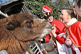 01 DuisburgerZoo 2025-02-25 09  Im Zoo und WDR - Im Duisburger Zoo waren es nicht Elefant, Tiger und Co. die wir besuchten, wir haben Kamel, Koala und Delphin mit einem Helau begrüßt. Danach ging es dann zum WDR in den Innenhafen. Dort besuchten wir die Lokalzeit Redaktion und das Studio. : DVPJ, Holger II, Phil II., Prinz Karneval, Prinz, Prinzessin Mia I., Hofmarschälle, Page, Pagen, Paginnen, HDK, Duisburg, Karneval, Helau, Tollität, Event, Session 2024, Session 2025, HDK Duisburg, Hauptausschuss, Hauptausschuss Karneval Duisburg, Duisburg ist echt