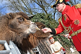 01 DuisburgerZoo 2025-02-25 10  Im Zoo und WDR - Im Duisburger Zoo waren es nicht Elefant, Tiger und Co. die wir besuchten, wir haben Kamel, Koala und Delphin mit einem Helau begrüßt. Danach ging es dann zum WDR in den Innenhafen. Dort besuchten wir die Lokalzeit Redaktion und das Studio. : DVPJ, Holger II, Phil II., Prinz Karneval, Prinz, Prinzessin Mia I., Hofmarschälle, Page, Pagen, Paginnen, HDK, Duisburg, Karneval, Helau, Tollität, Event, Session 2024, Session 2025, HDK Duisburg, Hauptausschuss, Hauptausschuss Karneval Duisburg, Duisburg ist echt