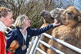 01 DuisburgerZoo 2025-02-25 11  Im Zoo und WDR - Im Duisburger Zoo waren es nicht Elefant, Tiger und Co. die wir besuchten, wir haben Kamel, Koala und Delphin mit einem Helau begrüßt. Danach ging es dann zum WDR in den Innenhafen. Dort besuchten wir die Lokalzeit Redaktion und das Studio. : DVPJ, Holger II, Phil II., Prinz Karneval, Prinz, Prinzessin Mia I., Hofmarschälle, Page, Pagen, Paginnen, HDK, Duisburg, Karneval, Helau, Tollität, Event, Session 2024, Session 2025, HDK Duisburg, Hauptausschuss, Hauptausschuss Karneval Duisburg, Duisburg ist echt