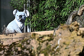01 DuisburgerZoo 2025-02-25 13  Im Zoo und WDR - Im Duisburger Zoo waren es nicht Elefant, Tiger und Co. die wir besuchten, wir haben Kamel, Koala und Delphin mit einem Helau begrüßt. Danach ging es dann zum WDR in den Innenhafen. Dort besuchten wir die Lokalzeit Redaktion und das Studio. : DVPJ, Holger II, Phil II., Prinz Karneval, Prinz, Prinzessin Mia I., Hofmarschälle, Page, Pagen, Paginnen, HDK, Duisburg, Karneval, Helau, Tollität, Event, Session 2024, Session 2025, HDK Duisburg, Hauptausschuss, Hauptausschuss Karneval Duisburg, Duisburg ist echt