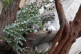 01 DuisburgerZoo 2025-02-25 16  Im Zoo und WDR - Im Duisburger Zoo waren es nicht Elefant, Tiger und Co. die wir besuchten, wir haben Kamel, Koala und Delphin mit einem Helau begrüßt. Danach ging es dann zum WDR in den Innenhafen. Dort besuchten wir die Lokalzeit Redaktion und das Studio. : DVPJ, Holger II, Phil II., Prinz Karneval, Prinz, Prinzessin Mia I., Hofmarschälle, Page, Pagen, Paginnen, HDK, Duisburg, Karneval, Helau, Tollität, Event, Session 2024, Session 2025, HDK Duisburg, Hauptausschuss, Hauptausschuss Karneval Duisburg, Duisburg ist echt