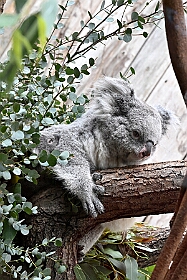01 DuisburgerZoo 2025-02-25 18  Im Zoo und WDR - Im Duisburger Zoo waren es nicht Elefant, Tiger und Co. die wir besuchten, wir haben Kamel, Koala und Delphin mit einem Helau begrüßt. Danach ging es dann zum WDR in den Innenhafen. Dort besuchten wir die Lokalzeit Redaktion und das Studio. : DVPJ, Holger II, Phil II., Prinz Karneval, Prinz, Prinzessin Mia I., Hofmarschälle, Page, Pagen, Paginnen, HDK, Duisburg, Karneval, Helau, Tollität, Event, Session 2024, Session 2025, HDK Duisburg, Hauptausschuss, Hauptausschuss Karneval Duisburg, Duisburg ist echt