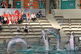 01 DuisburgerZoo 2025-02-25 25  Im Zoo und WDR - Im Duisburger Zoo waren es nicht Elefant, Tiger und Co. die wir besuchten, wir haben Kamel, Koala und Delphin mit einem Helau begrüßt. Danach ging es dann zum WDR in den Innenhafen. Dort besuchten wir die Lokalzeit Redaktion und das Studio. : DVPJ, Holger II, Phil II., Prinz Karneval, Prinz, Prinzessin Mia I., Hofmarschälle, Page, Pagen, Paginnen, HDK, Duisburg, Karneval, Helau, Tollität, Event, Session 2024, Session 2025, HDK Duisburg, Hauptausschuss, Hauptausschuss Karneval Duisburg, Duisburg ist echt