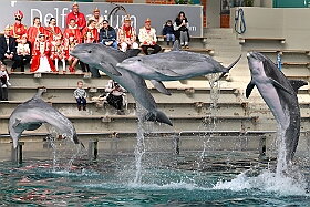 01 DuisburgerZoo 2025-02-25 26  Im Zoo und WDR - Im Duisburger Zoo waren es nicht Elefant, Tiger und Co. die wir besuchten, wir haben Kamel, Koala und Delphin mit einem Helau begrüßt. Danach ging es dann zum WDR in den Innenhafen. Dort besuchten wir die Lokalzeit Redaktion und das Studio. : DVPJ, Holger II, Phil II., Prinz Karneval, Prinz, Prinzessin Mia I., Hofmarschälle, Page, Pagen, Paginnen, HDK, Duisburg, Karneval, Helau, Tollität, Event, Session 2024, Session 2025, HDK Duisburg, Hauptausschuss, Hauptausschuss Karneval Duisburg, Duisburg ist echt