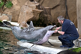 01 DuisburgerZoo 2025-02-25 27  Im Zoo und WDR - Im Duisburger Zoo waren es nicht Elefant, Tiger und Co. die wir besuchten, wir haben Kamel, Koala und Delphin mit einem Helau begrüßt. Danach ging es dann zum WDR in den Innenhafen. Dort besuchten wir die Lokalzeit Redaktion und das Studio. : DVPJ, Holger II, Phil II., Prinz Karneval, Prinz, Prinzessin Mia I., Hofmarschälle, Page, Pagen, Paginnen, HDK, Duisburg, Karneval, Helau, Tollität, Event, Session 2024, Session 2025, HDK Duisburg, Hauptausschuss, Hauptausschuss Karneval Duisburg, Duisburg ist echt