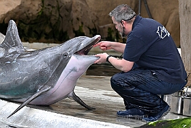01 DuisburgerZoo 2025-02-25 28  Im Zoo und WDR - Im Duisburger Zoo waren es nicht Elefant, Tiger und Co. die wir besuchten, wir haben Kamel, Koala und Delphin mit einem Helau begrüßt. Danach ging es dann zum WDR in den Innenhafen. Dort besuchten wir die Lokalzeit Redaktion und das Studio. : DVPJ, Holger II, Phil II., Prinz Karneval, Prinz, Prinzessin Mia I., Hofmarschälle, Page, Pagen, Paginnen, HDK, Duisburg, Karneval, Helau, Tollität, Event, Session 2024, Session 2025, HDK Duisburg, Hauptausschuss, Hauptausschuss Karneval Duisburg, Duisburg ist echt