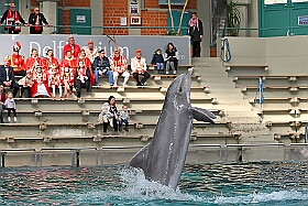 01 DuisburgerZoo 2025-02-25 29  Im Zoo und WDR - Im Duisburger Zoo waren es nicht Elefant, Tiger und Co. die wir besuchten, wir haben Kamel, Koala und Delphin mit einem Helau begrüßt. Danach ging es dann zum WDR in den Innenhafen. Dort besuchten wir die Lokalzeit Redaktion und das Studio. : DVPJ, Holger II, Phil II., Prinz Karneval, Prinz, Prinzessin Mia I., Hofmarschälle, Page, Pagen, Paginnen, HDK, Duisburg, Karneval, Helau, Tollität, Event, Session 2024, Session 2025, HDK Duisburg, Hauptausschuss, Hauptausschuss Karneval Duisburg, Duisburg ist echt