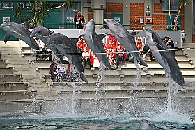 01 DuisburgerZoo 2025-02-25 30  Im Zoo und WDR - Im Duisburger Zoo waren es nicht Elefant, Tiger und Co. die wir besuchten, wir haben Kamel, Koala und Delphin mit einem Helau begrüßt. Danach ging es dann zum WDR in den Innenhafen. Dort besuchten wir die Lokalzeit Redaktion und das Studio. : DVPJ, Holger II, Phil II., Prinz Karneval, Prinz, Prinzessin Mia I., Hofmarschälle, Page, Pagen, Paginnen, HDK, Duisburg, Karneval, Helau, Tollität, Event, Session 2024, Session 2025, HDK Duisburg, Hauptausschuss, Hauptausschuss Karneval Duisburg, Duisburg ist echt